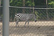 Plains zebra