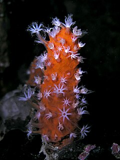 <i>Paraminabea</i> Genus of corals