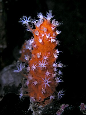 Minabea aldersladei (Leather coral).jpg