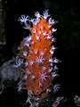 Pólipos del coral blando colonial Minabea