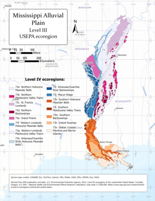 <span class="mw-page-title-main">Mississippi Alluvial Plain (ecoregion)</span> Ecoregion in the southern United States