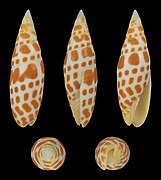 Mitra mitra (Episcopal Miter), shell