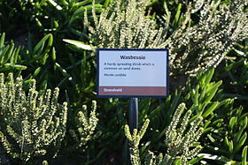 Morella Cordifolia: Loài thực vật