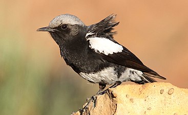 Mountain wheatear or mountain chat - male, Oenanthe monticola, at Suikerbosrand Nature Reserve, Gauteng, South Africa (15004138039).jpg