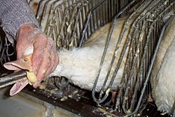 Animal welfare groups object to force-feeding of birds. Here a Mulard duck is being force fed corn in order to fatten its liver for foie gras production. Mulard duck being force fed corn in order to fatten its liver for foie gras production.jpg