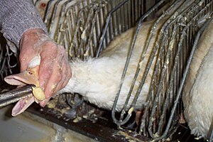 Mulard duck being force fed corn in order to fatten its liver for foie gras production.jpg