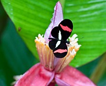 Musa velutina ^ Heliconius Erato petiverana-1-3 - Flickr - Ragnhild & Neil Crawford.jpg