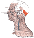 Vorschaubild für Musculus occipitalis