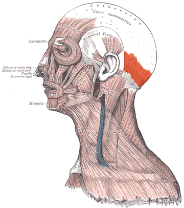 Múscul occipital