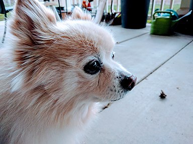 My dog Leo. He's a pomeranian and between the ages of 14 and 16. He still looks the same after a decade and half. He's partially deaf or just playfully ignoring our calls. He loves being pet by children and cats (or swatted at). He doesn't like bees, but loves catching flies.