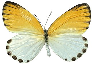 <i>Mylothris spica</i> Species of butterfly