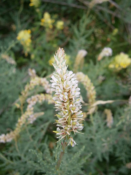 File:Myricaria germanica02.jpg