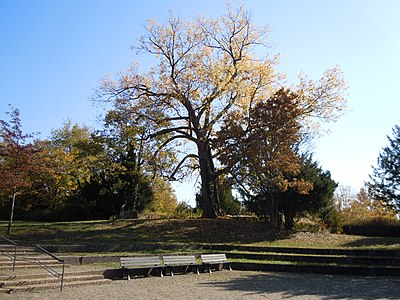 ND Kanadische Pappel Bergfriedhof Tübingen.jpg