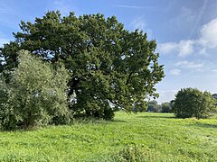 Alte Eiche und Weiden in der Baumberger Aue