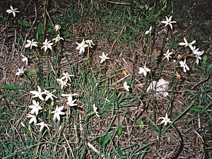 Narcissus serotinus