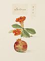 Punica granatum - 川原慶賀