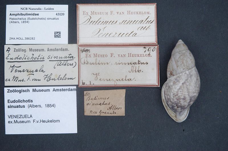 File:Naturalis Biodiversity Center - ZMA.MOLL.386282 - Plekocheilus (Eudolichotis) sinuatus (Albers, 1854) - Amphibulimidae - Mollusc shell.jpeg