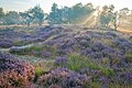 Natuurpunt vzw beschermt al meer dan 50 jaar planten, dieren en hun natuurlijke omgeving in Vlaanderen en Brussel.jpg