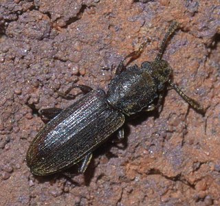 <i>Nausibius major</i> Species of beetle