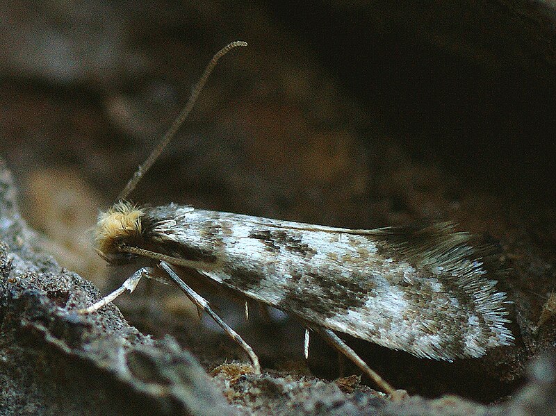 File:Nemapogon cloacella - Cork moth - Трутовиковая моль пробковая (40525053914).jpg