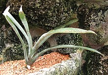 Neoregelia tristis L.B.Sm..JPG