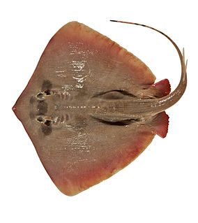 Plain maskray Species of cartilaginous fish