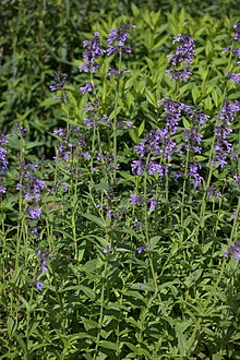 Nepeta sibirica.jpg