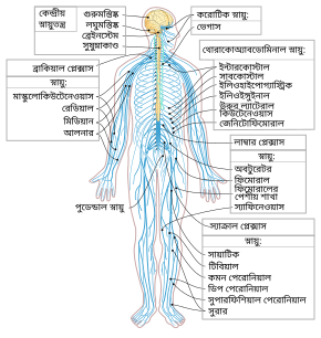 Nervous system diagram-bn.svg