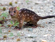 New Guinean quoll.webp