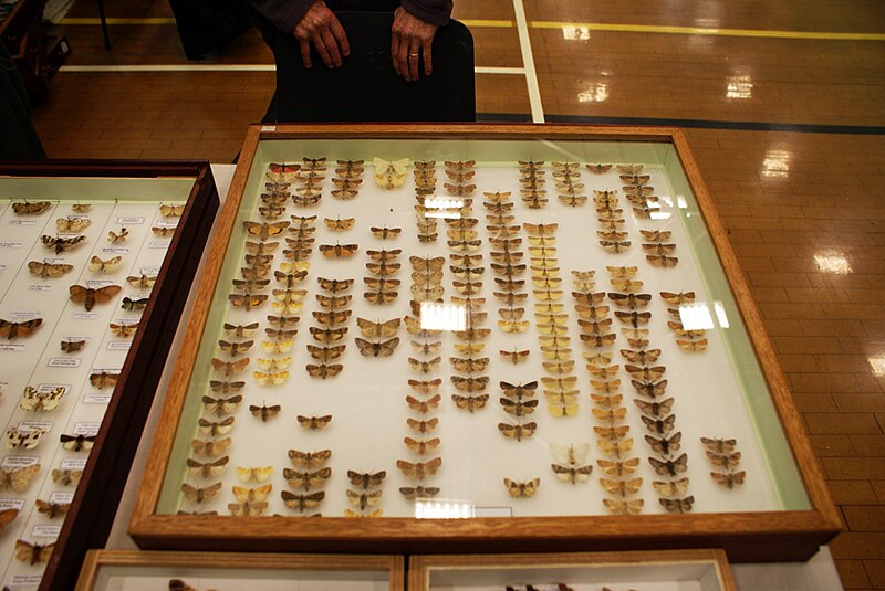 File:Newark Entomological Fair 11th December 2011 (6908766449).jpg