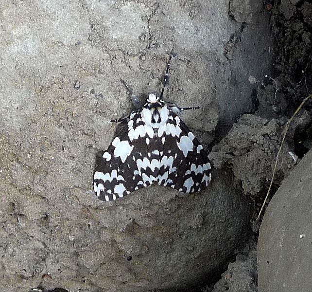 File:Noctuiidae. Lymantriinae.Lymantriini.Lymantria sp. - Flickr - gailhampshire.jpg