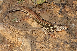 <i>Nucras livida</i> Species of lizard