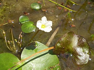 Nymphoides aquatica.JPG