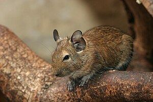 Rendes degu (Octodon degus)