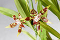 Oncidium lehmannii