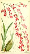 Odontoglossum sanguineum Oncidium strictum