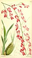 Oncidium strictum (as syn. Mesospinidium sanguineum) plate 5627 in: Curtis's Bot. Magazine (Orchidaceae), vol. 93, (1867)