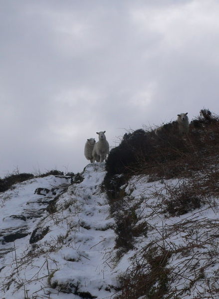 File:Offa's Dyke Path at Moel y Plas - geograph.org.uk - 772594.jpg