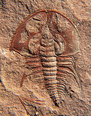 <span class="mw-page-title-main">Olenellina</span> Extinct suborder of trilobites