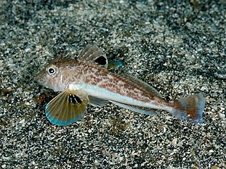 <i>Lepidotrigla kishinouyi</i> Species of fish