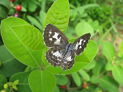 Dorsal view