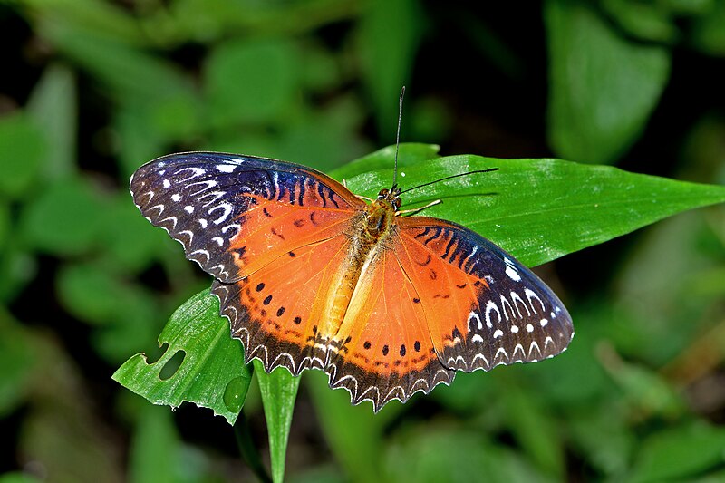 File:Open wing position of Cethosia biblis Drury, 1770 – Red Lacewing (Male) WLB DSC 0888.jpg