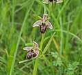 Ophrys × nouletii 06.jpg