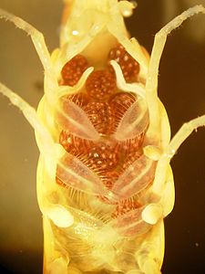 A female specimen with eggs protected by oostegites Orchestia gammarellus DSCN3285.JPG