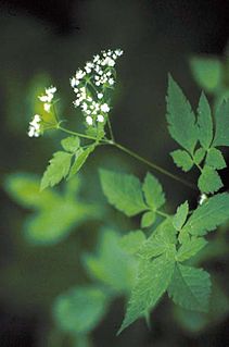 <i>Osmorhiza claytonii</i> Species of flowering plant