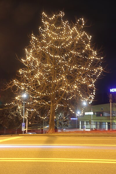 File:Overview of christmas tree in 2023 at Purkyňovo náměstí street in Třebíč, Třebíč District.jpg