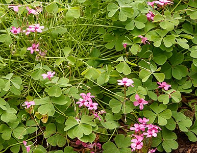 Oxalis articulata Habitus