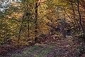 English: Autumnal beeches at the forest road Deutsch: Herbstliche Buchen an der Forststraße