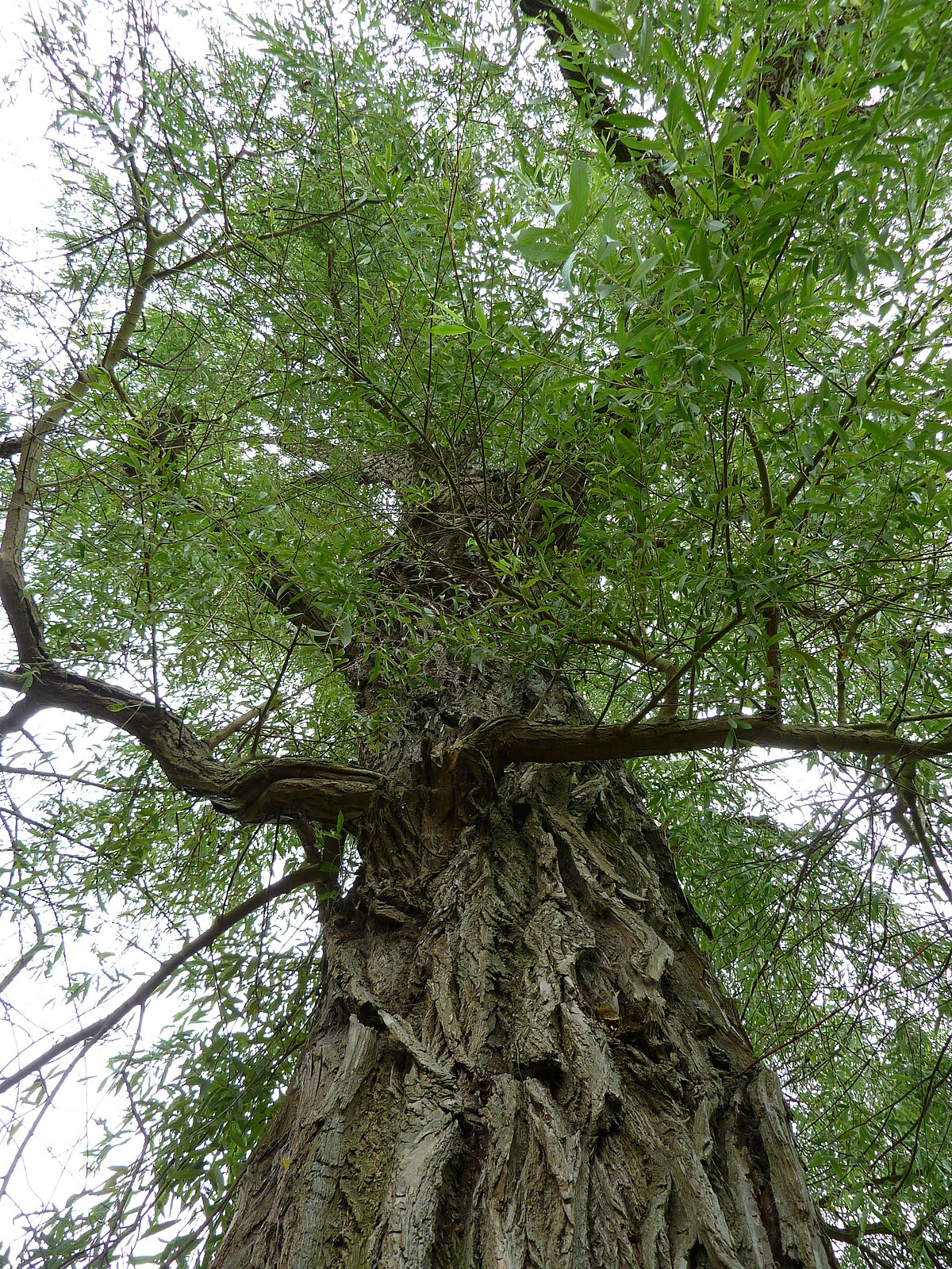 Salix alba vitellina - Wikidata