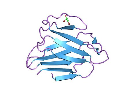 File:PDB 1ifr EBI.jpg